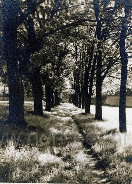 Schloss_Garten.jpg - Baumallee Richtung Schlosspark, am Ende sieht man das Tor zum Park voher kreuzt die Strasse nach Neudörfel